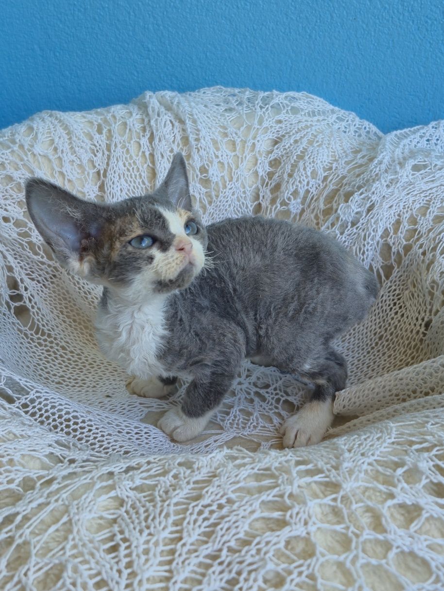 Koteczka Devon Rex FPL