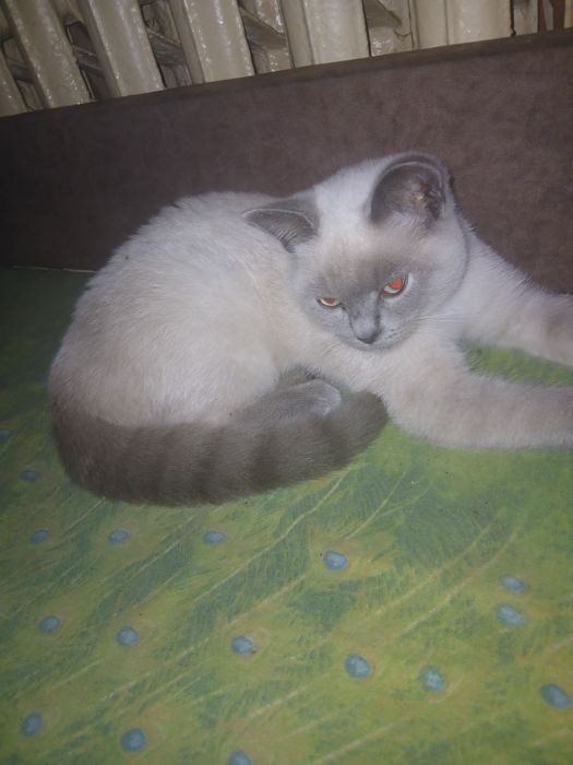 ШОТЛАНДЕЦ блу поинт