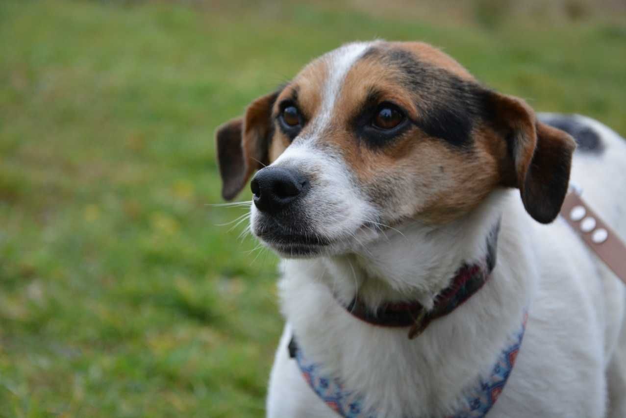 Brodi - średniak, wesoły i łaknący kontaktu z człowiekiem do adopcji.