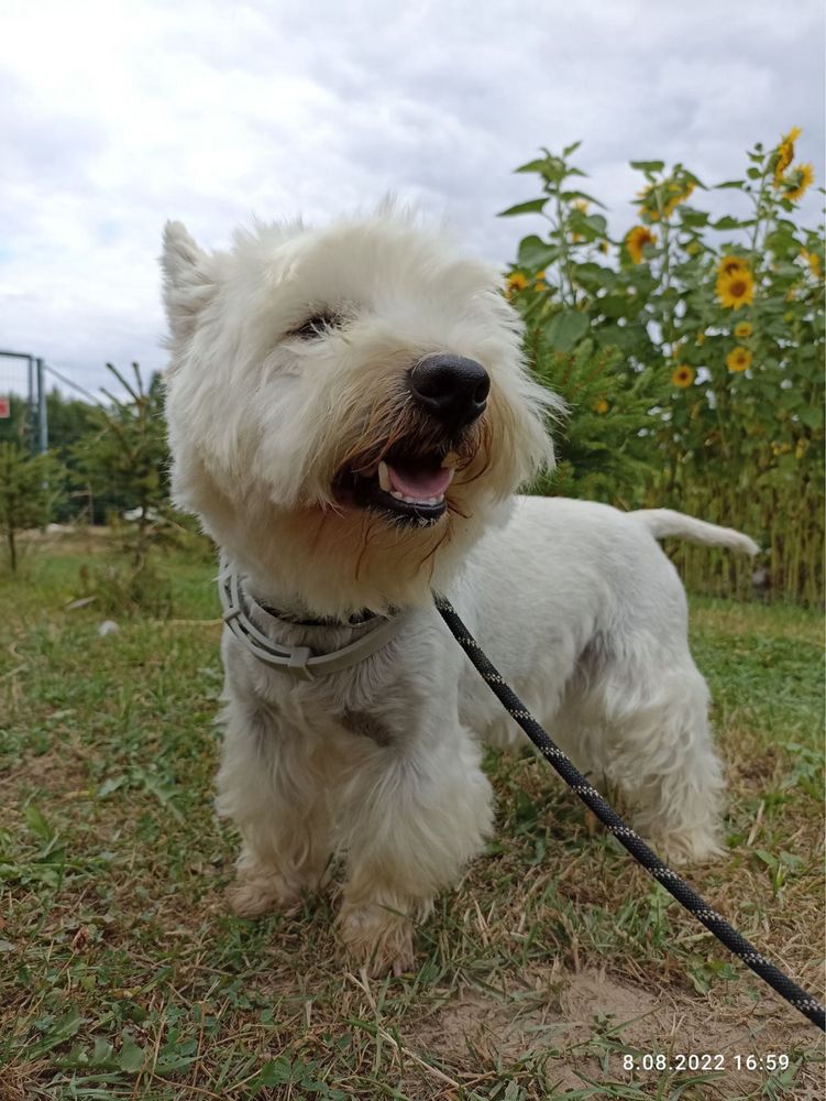 West highland white terrier