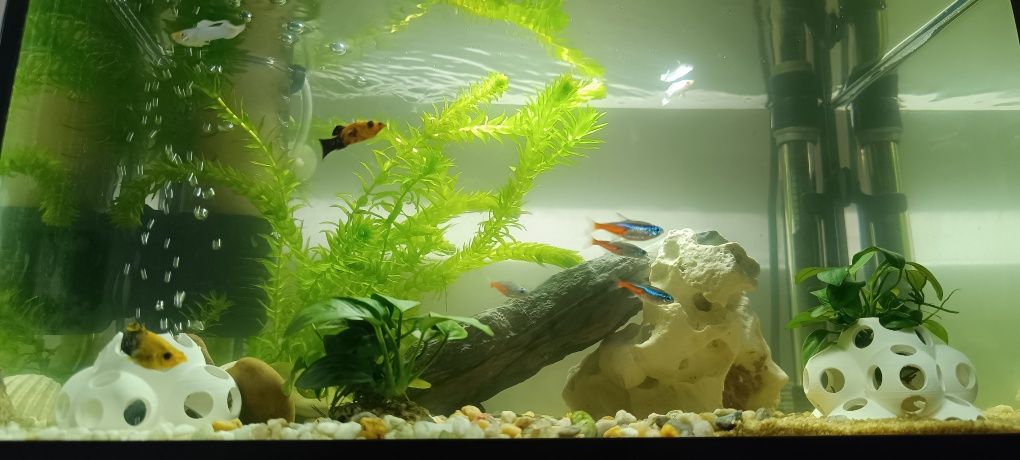 Aquário aquel 40 de 25l
