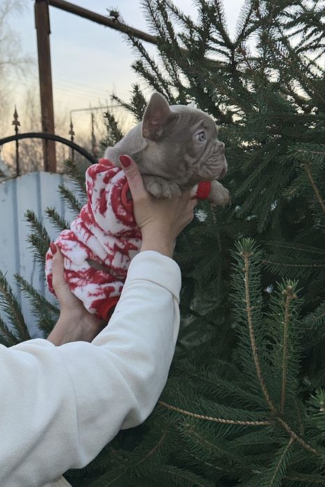 Новотипний міні хлопчик