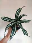 Planta Dracaena spp.