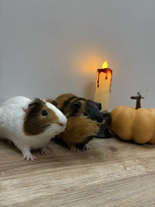 2 swinki morskie z klatką