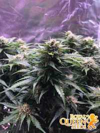 Holenderskie nasiona marihuany Diesel Auto / Royal Queen Seeds 3 szt.