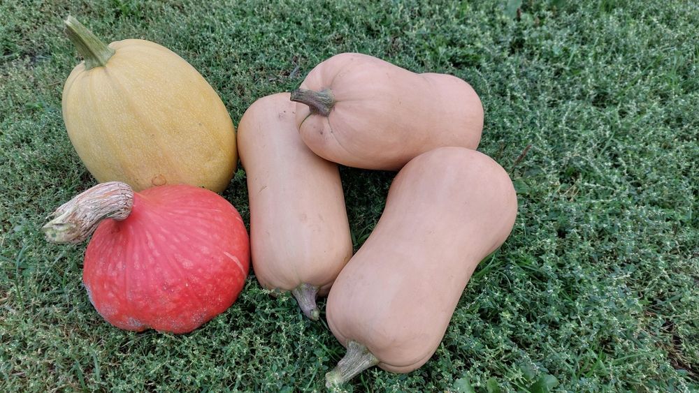 Dynia piżmowa, hokkaido, rouge vif d'etampes, marina