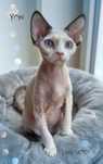 Devon rex Yoki z oczami jak morze