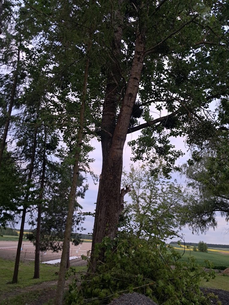 Topole na materiał