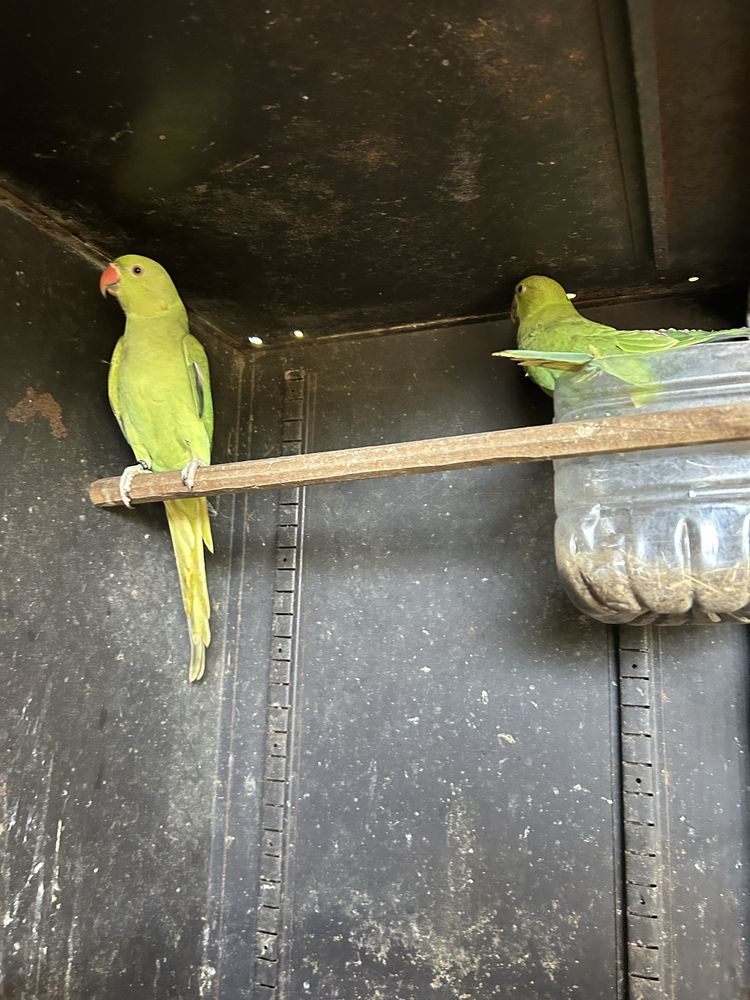 Tenho para ceder casal de rig necks de 3025