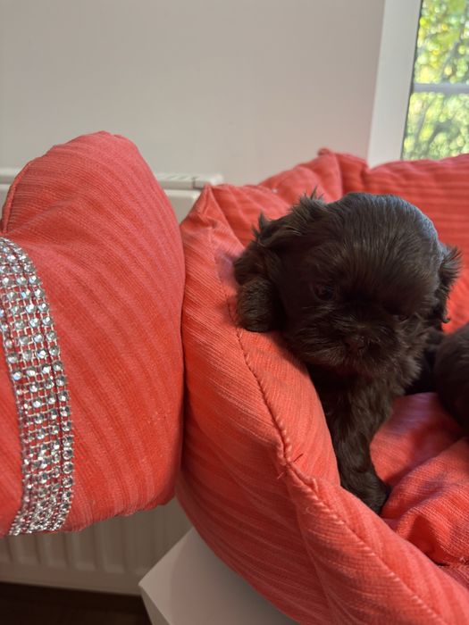 Shih tzu Sunie i samce z genem czekolady pełny rodowód ZHPR UCI