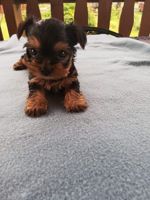 Yorkshire terrier dwa pieski