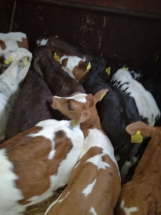 Cielaki polskie Radzyń Podlaski BYCZKI I JAŁÓWKI