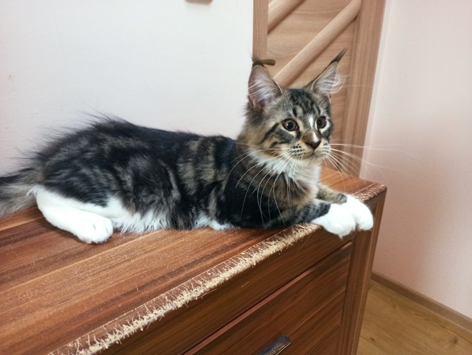 Maine Coon-kocurek po Championie
