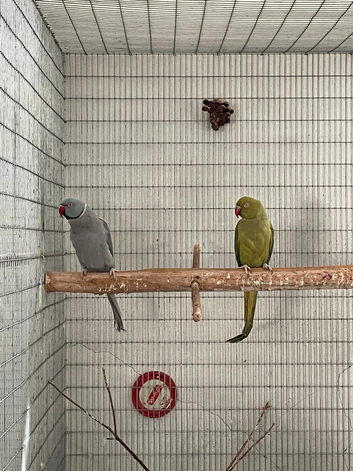 Casal de conures 2021