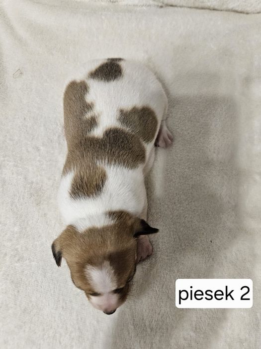 Piesek Jack Russell Terrier