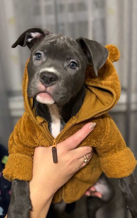 Девочка голубого амстаффа