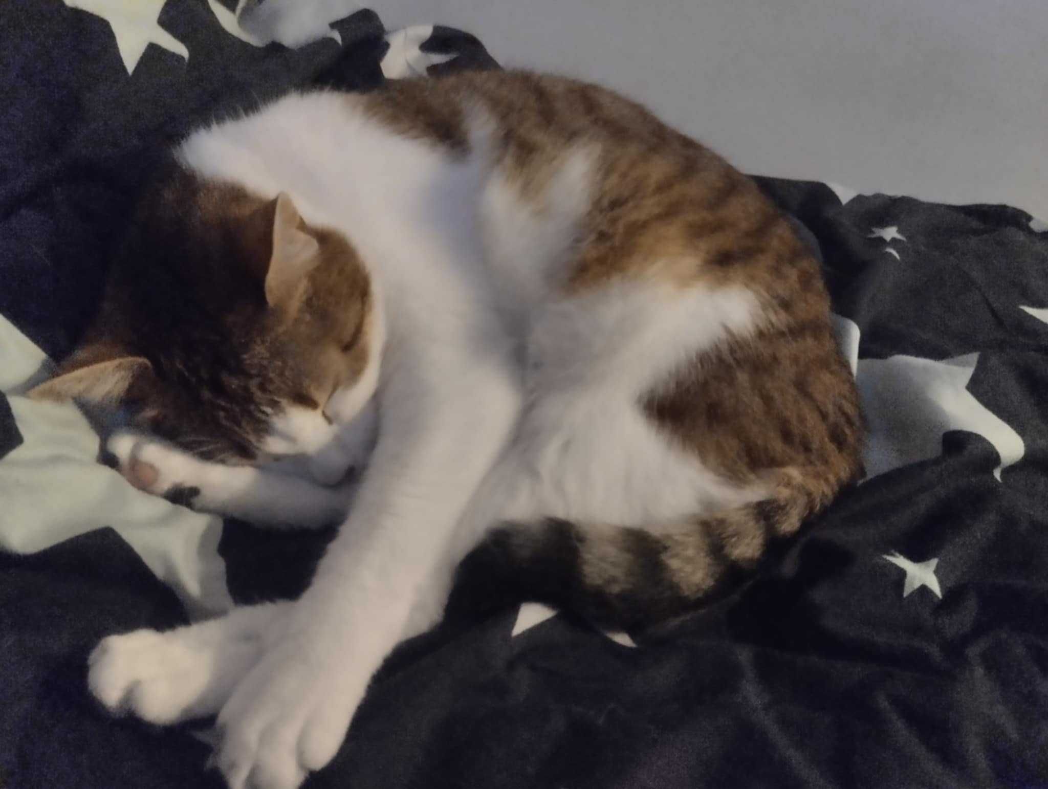 Mela – kocia puchata kuleczka szuka domu!