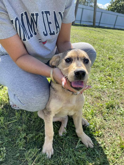 Gloria I  Prada szczeniaczki do adopcji