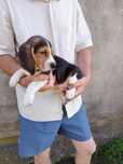 Beagle szczeniak tricolor