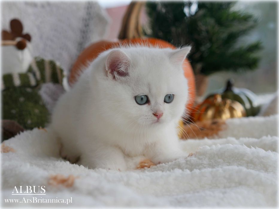 Albus szynszylowy srebrny kocurek brytyski BRI ns 12 Prawdziwy Miś