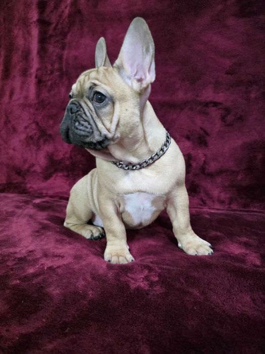Французького бульдога  Французский бульдог