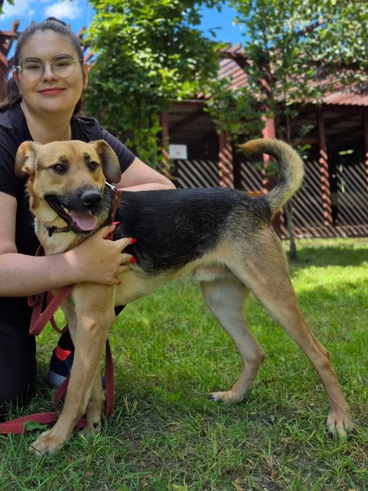 ALMO - szuka domu stałego