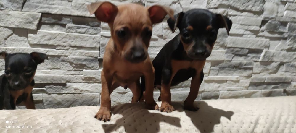 Pinczer miniatura z metryką