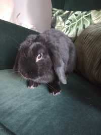 Królik Baranek Mini Lop