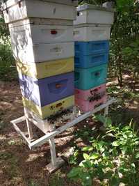 Pszczoły - rójki, odkłady, rodziny produkcyjne.