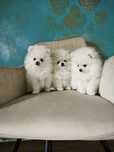 Szpic miniaturowy Pomeranian ZKwP FCI