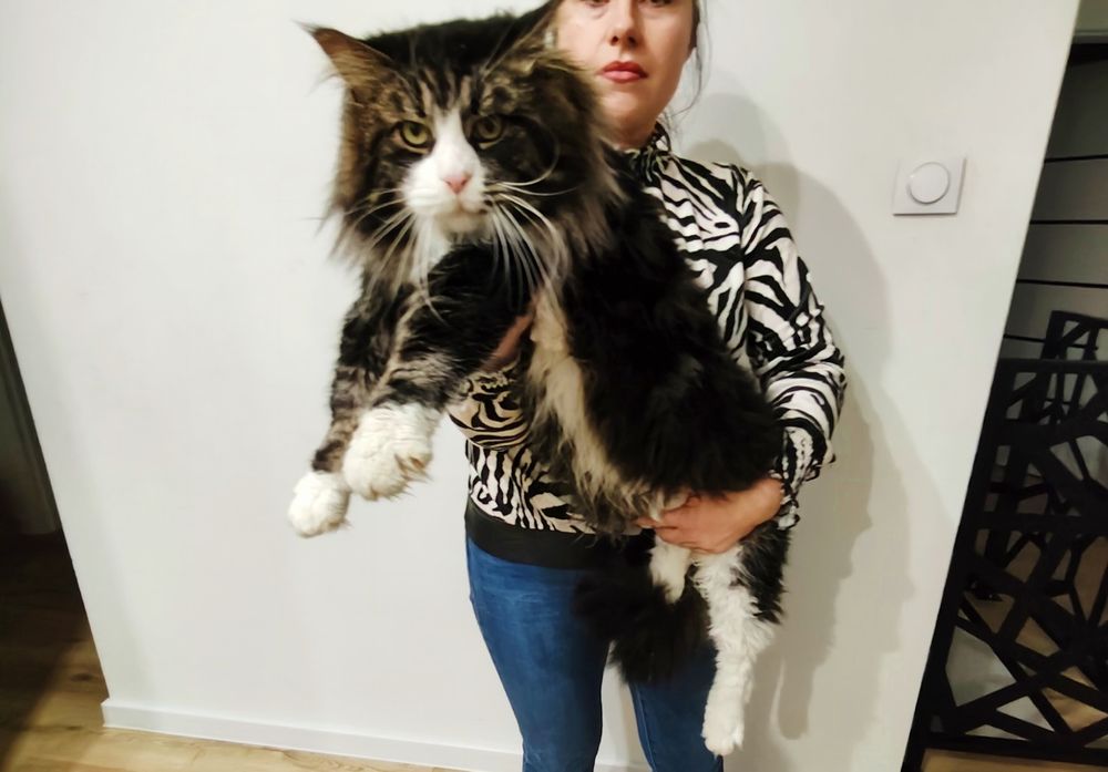 Kilan kocurek Maine coon