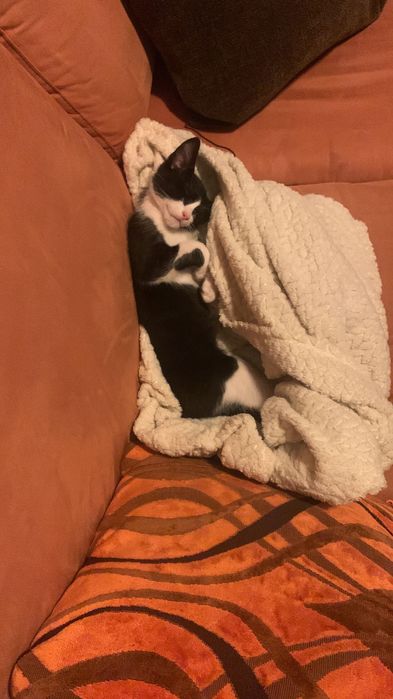 Gatinho para adoção