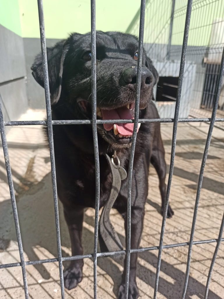 Labrador Hermes stracił opiekuna teraz widzi tylko kraty