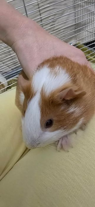 Морська свинка 5 місяців