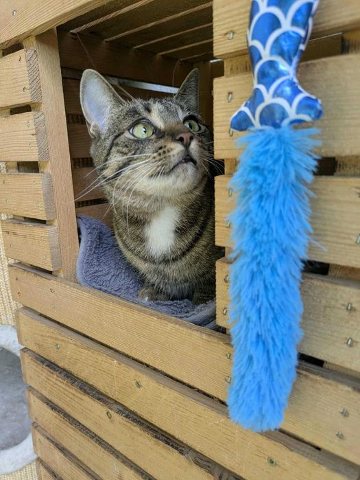 Daria z fundacji Miasto Kotów