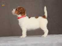 Jack Russell Terrier ZKwP FCI suczka po CH.PL rezerwacja