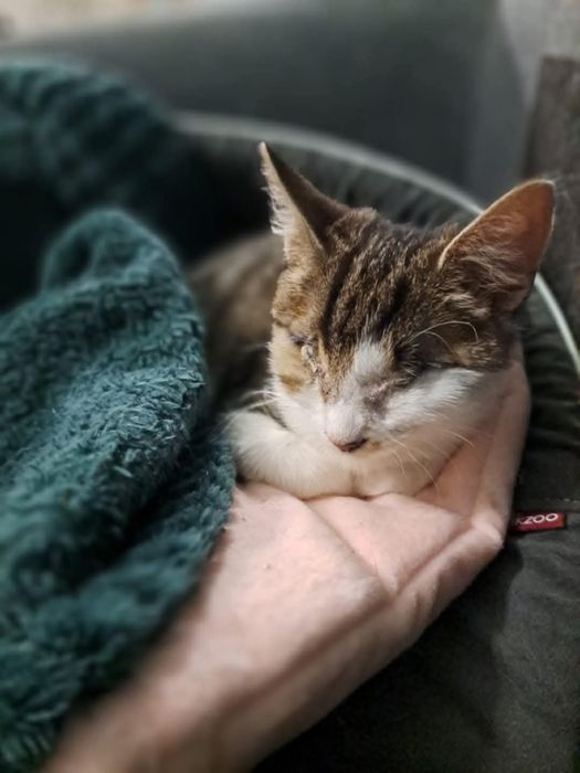 Niewidoma Calineczka – mała wojowniczka, która zawalczyła o życie