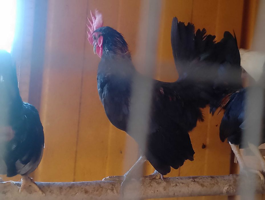 Ptaki kaczki chabo para i inne