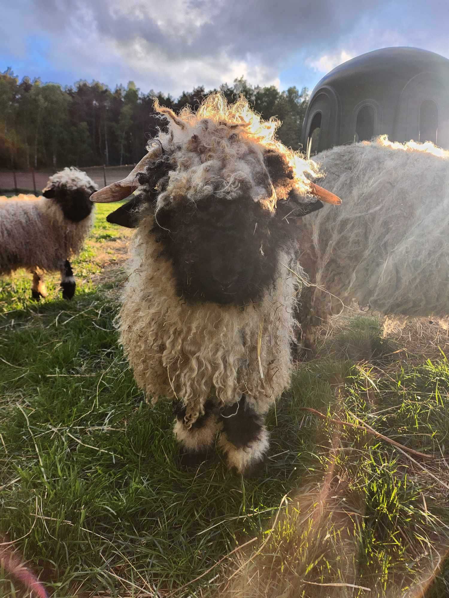 owca, baranek walliserska czarnonosa para