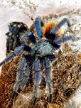 Chromatopelma cyaneopubescens SAMIEC ADULT (chromka)