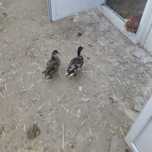 Kaczki call duck