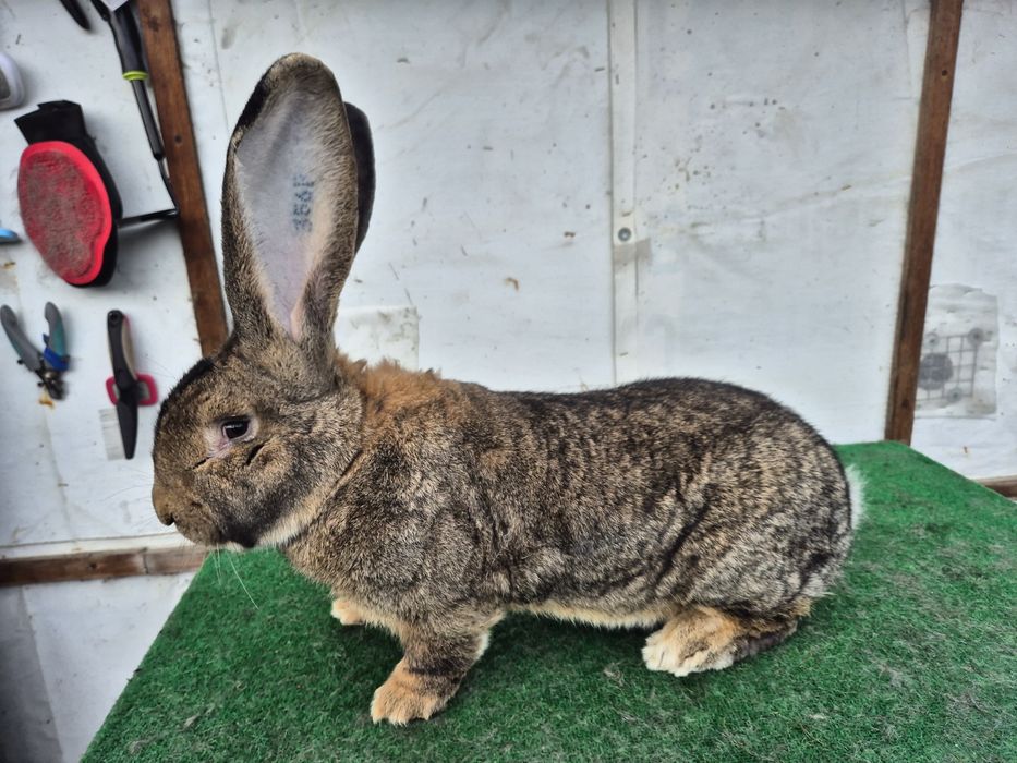 Olbrzym Belgijski samiec