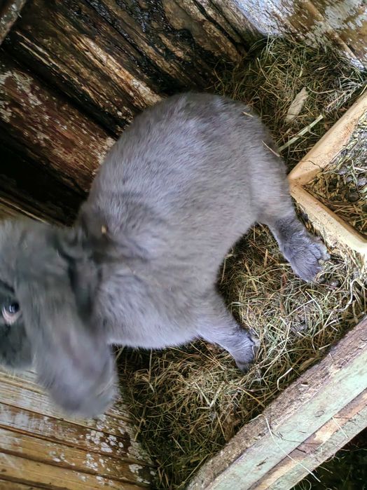 Baran Francuski Samica