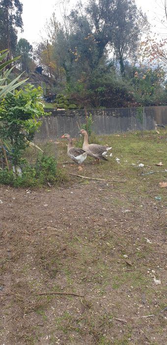 Vendo perus e gansos