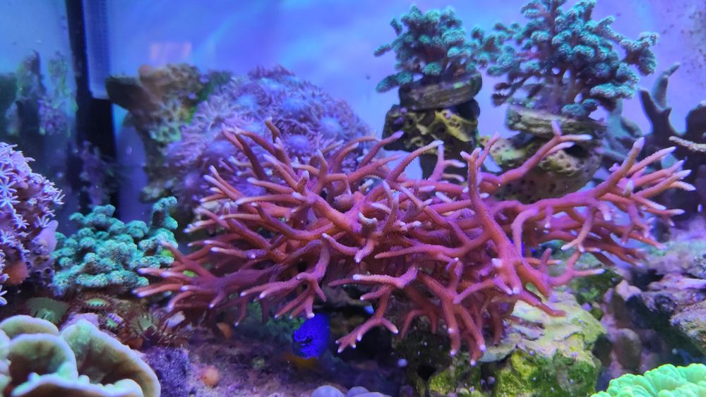 Akwarium morskie seriatopora hystrix różowa