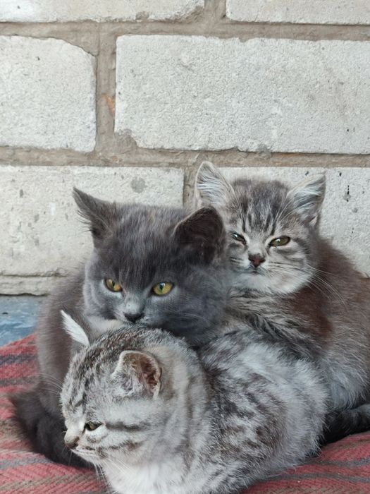 Віддам кошенят в добрі руки