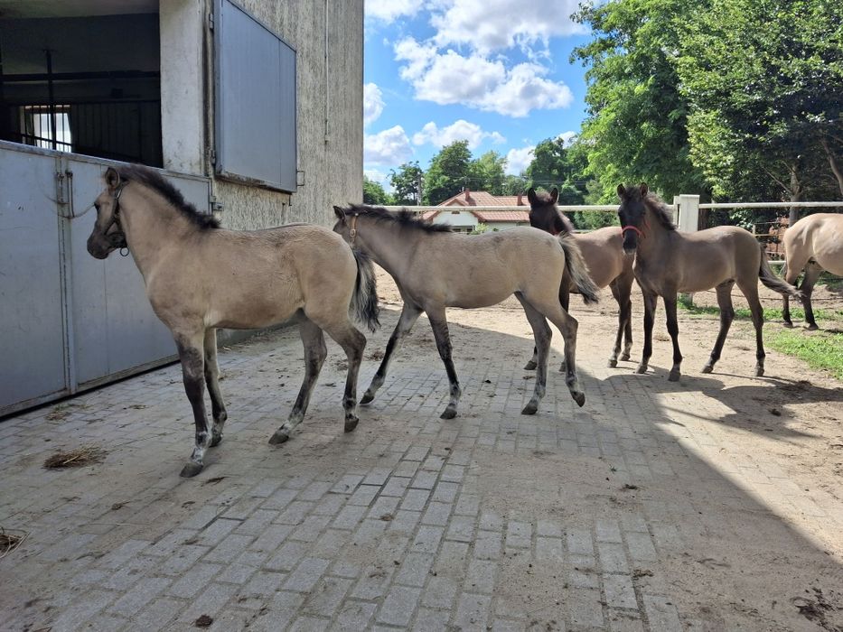 Koniki polskie odsadki od hodowcy ogierek i klaczki