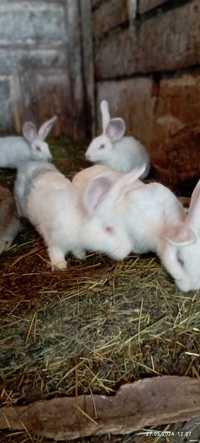Продам кролики та дорослі кролі