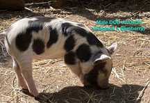 Leitões kunekune de raça pura