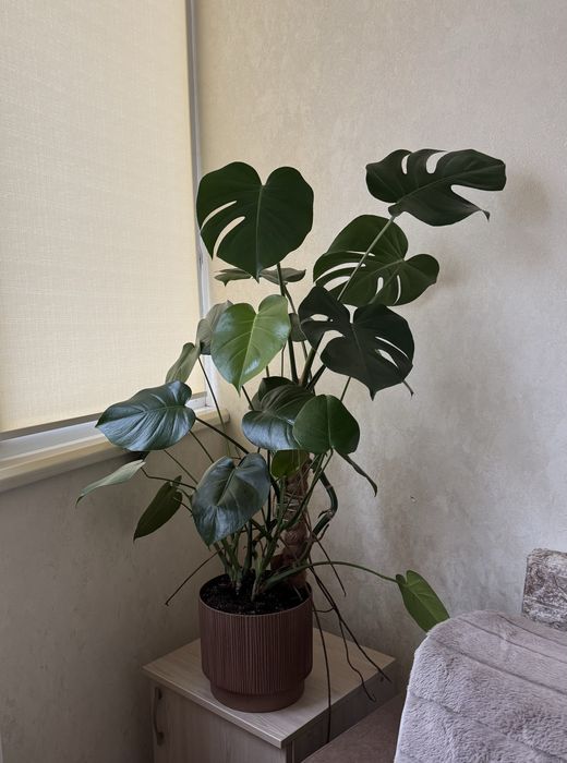 Монстера Деліціоса делікатесна велика